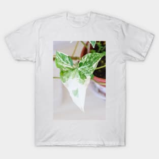 Unique and organic photo of a Syngonium Albo T-Shirt